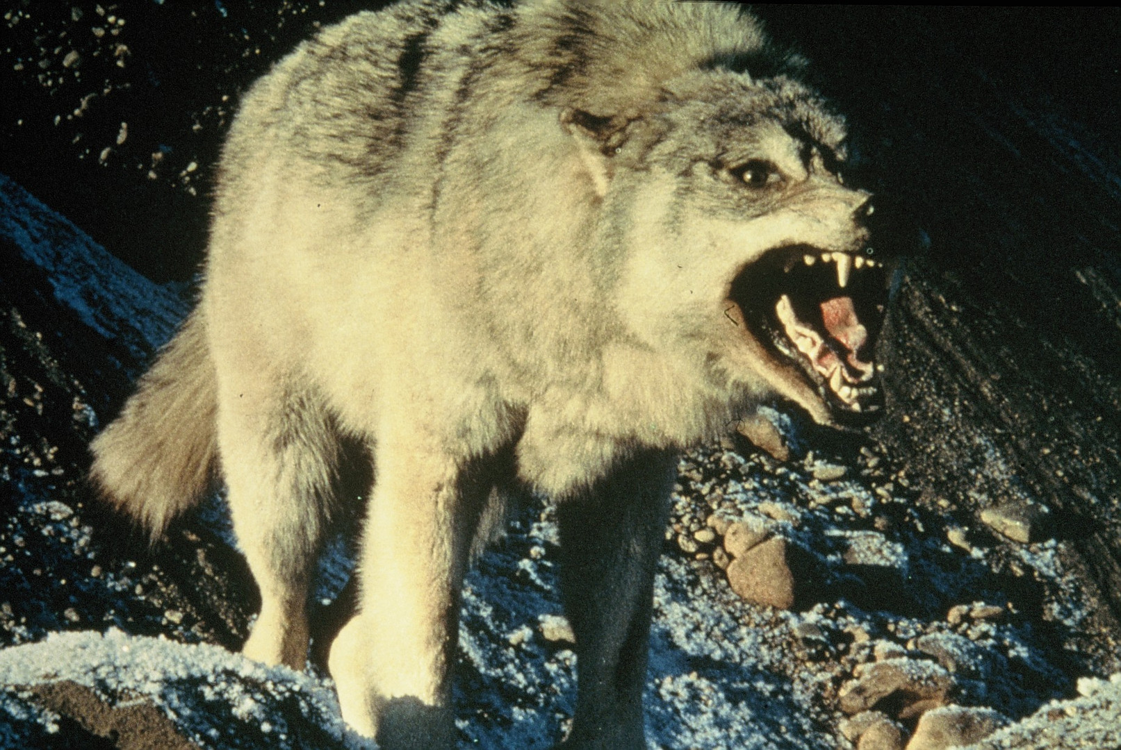 Aufgebrachter Timberwolf, Alaska