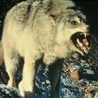 Aufgebrachter Timberwolf, Alaska