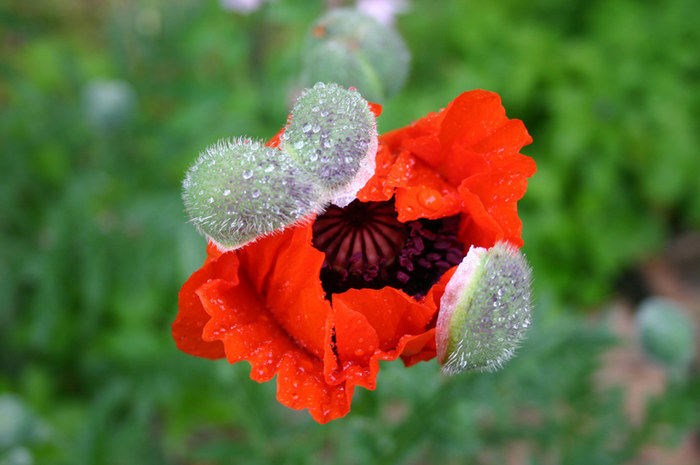 aufgebrochener Mohn