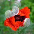 aufgebrochener Mohn