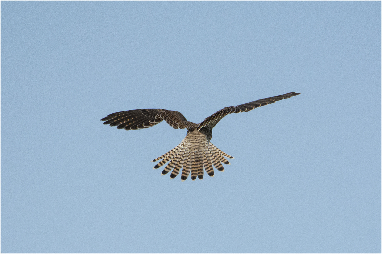 Aufgefächert hat der Turmfalke (Falco tinnunculus) . . .