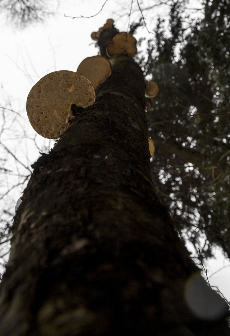 Aufgefädelt am Baum 