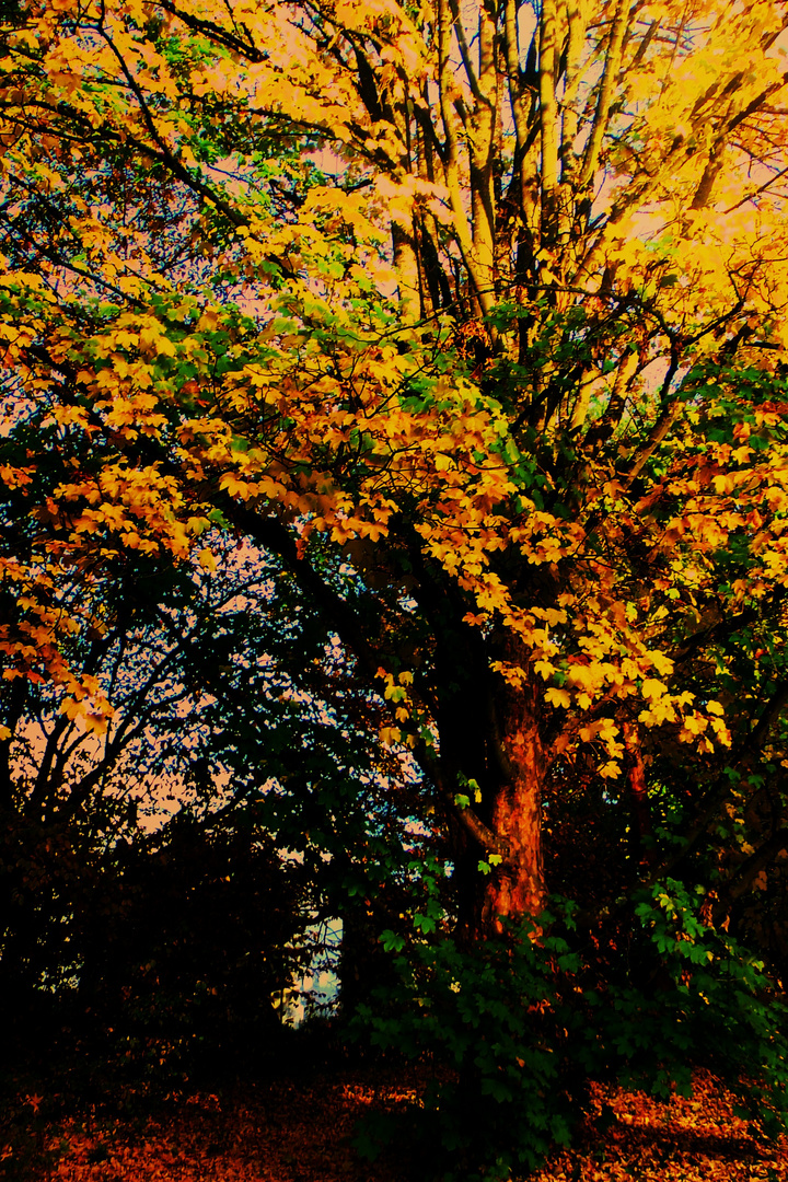 aufgeflammt in den  Farben des Herbstes