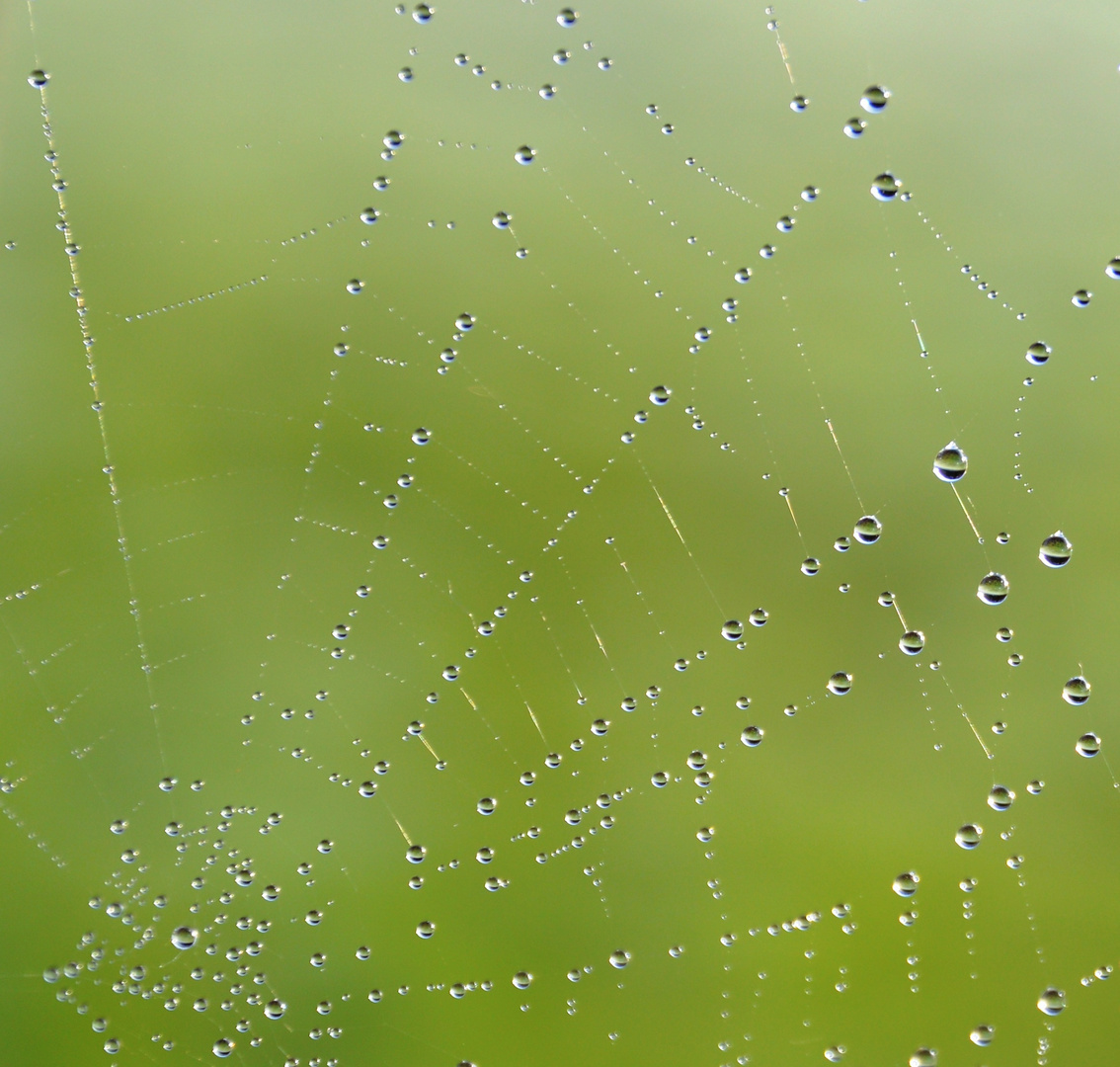 aufgehangene Wassertropfen / a spider web full of water droplets