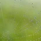 aufgehangene Wassertropfen / a spider web full of water droplets