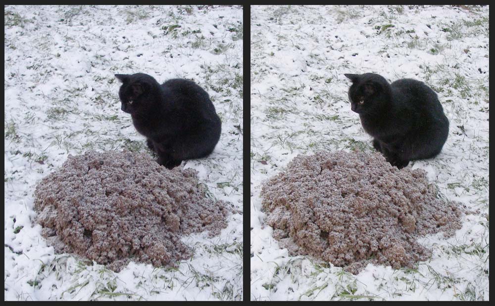 Aufgehellter "Kater am frischen Maulwurfhügel"