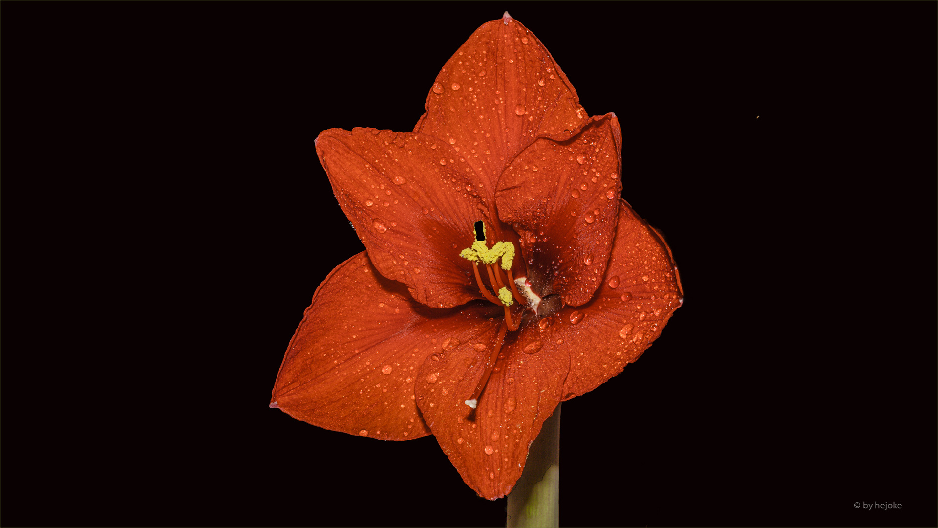 Aufgehende 2 Amaryllisblüte  ( Hippeastrum ) auch Ritterstern genannt