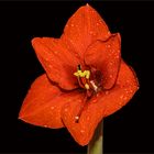 Aufgehende 2 Amaryllisblüte  ( Hippeastrum ) auch Ritterstern genannt