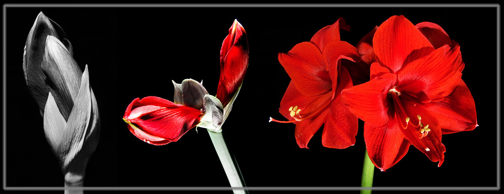 aufgehende Amaryllis