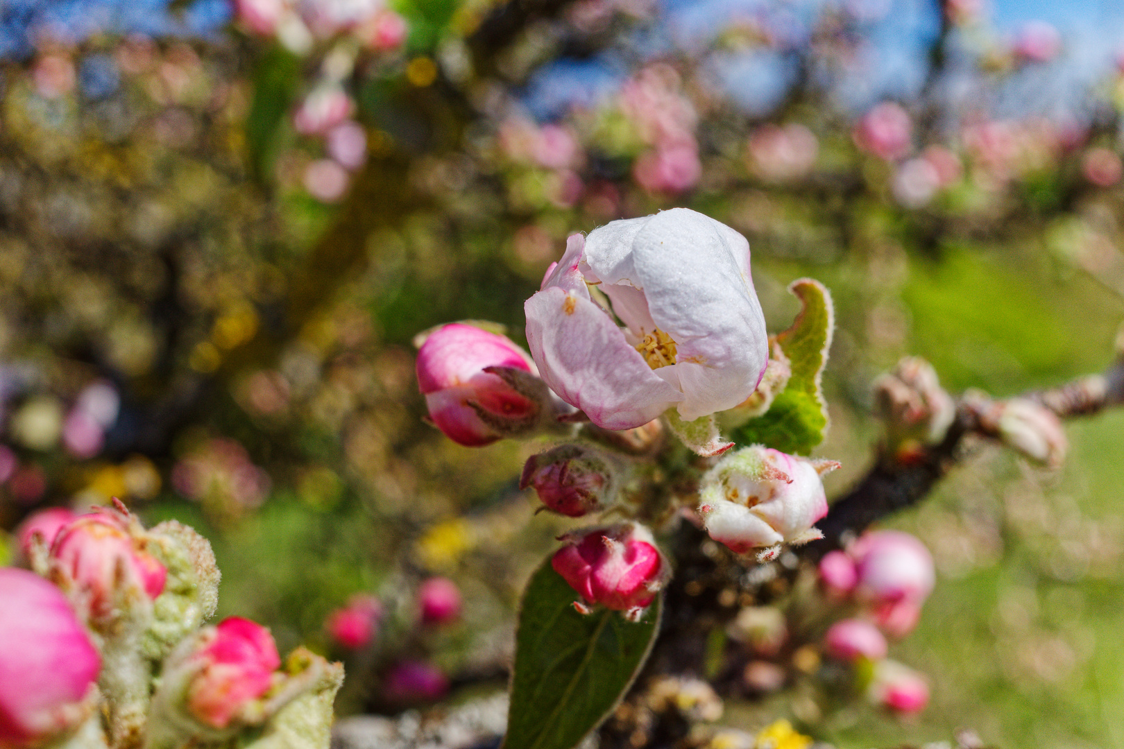 Aufgehende Apfelblüte  (2)