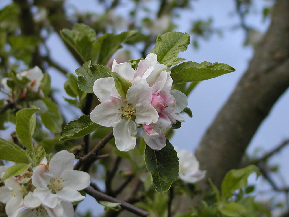 Aufgehende Apfelblüte