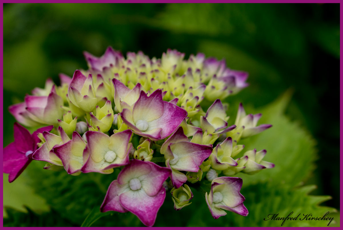 Aufgehende Blüte