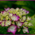 Aufgehende Blüte