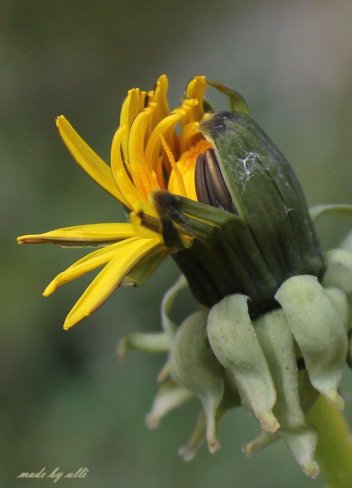 aufgehende Blüte