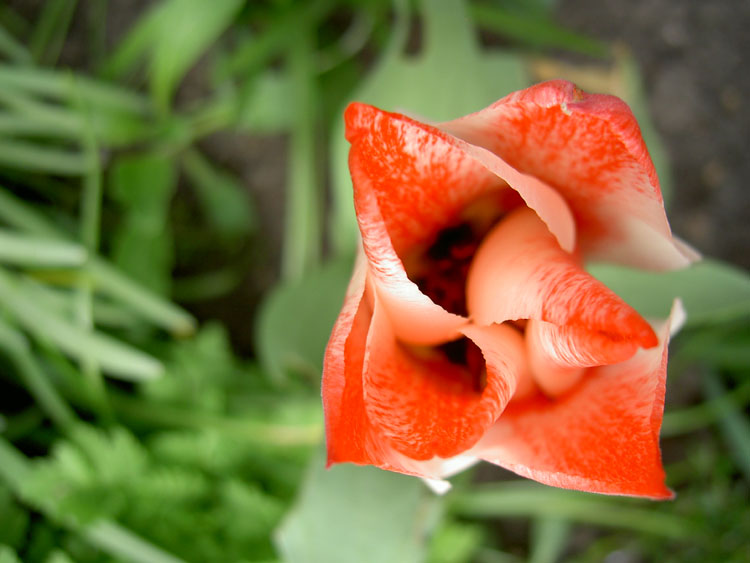 Aufgehende Blüte