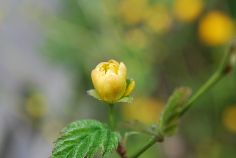 aufgehende Blüte am Ranunkelstrauch