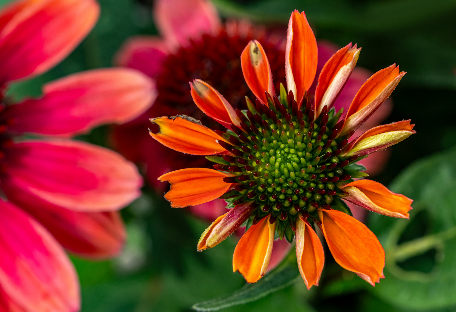 Aufgehende Blüte