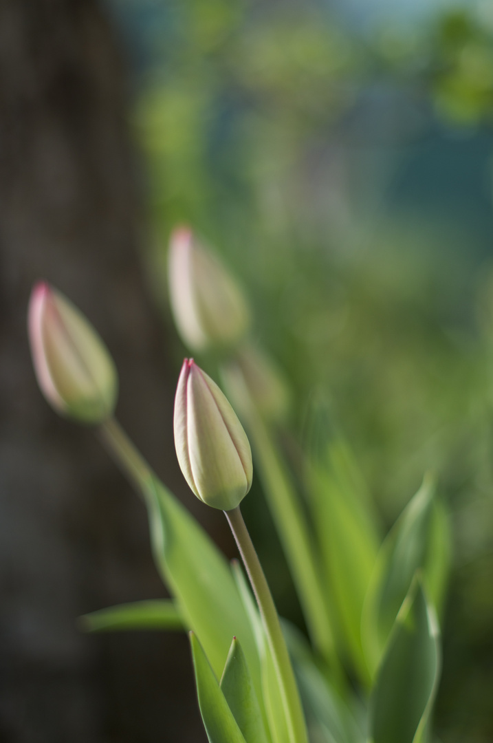 Aufgehende Blumen