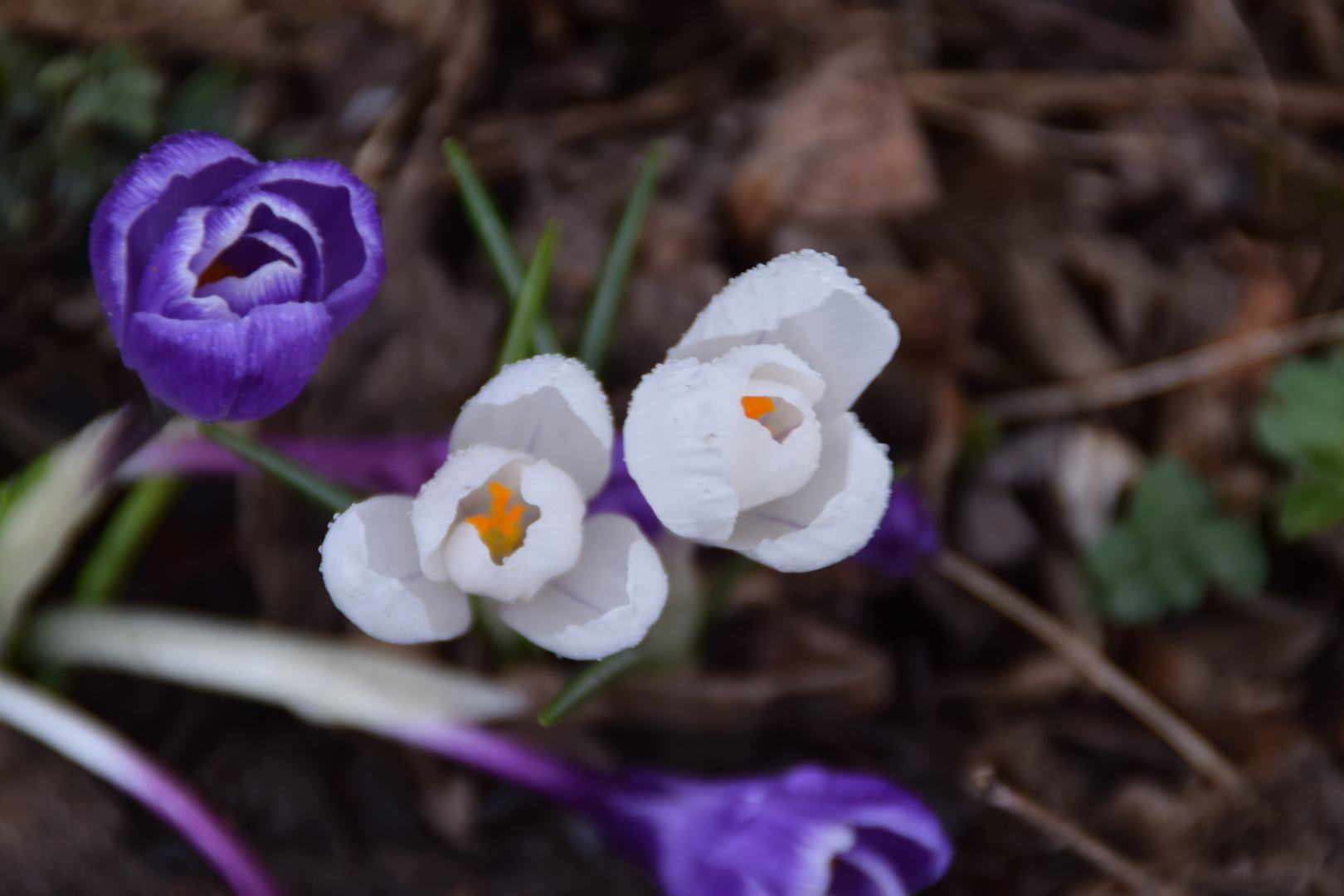 aufgehende Blumen