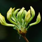 Aufgehende gelbe Rhododendron(?) Blüte