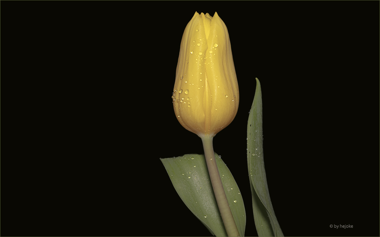 Aufgehende  gelbe Tulpe