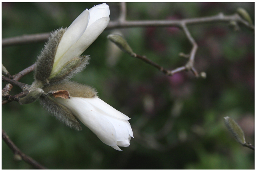 aufgehende Knospen