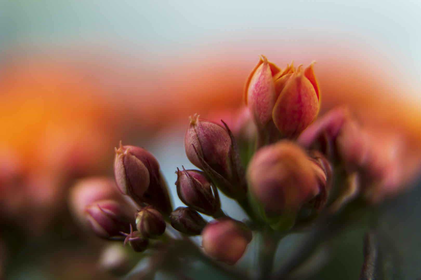 Aufgehende Knospen Kalanchoe