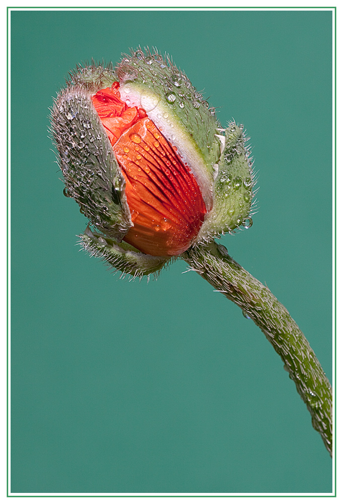 Aufgehende Mohnblüte