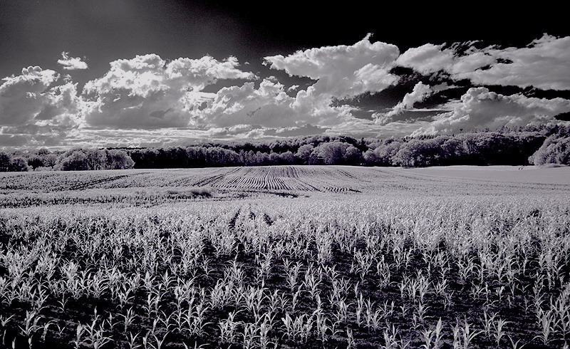 Aufgehende Saat unter Wolken...