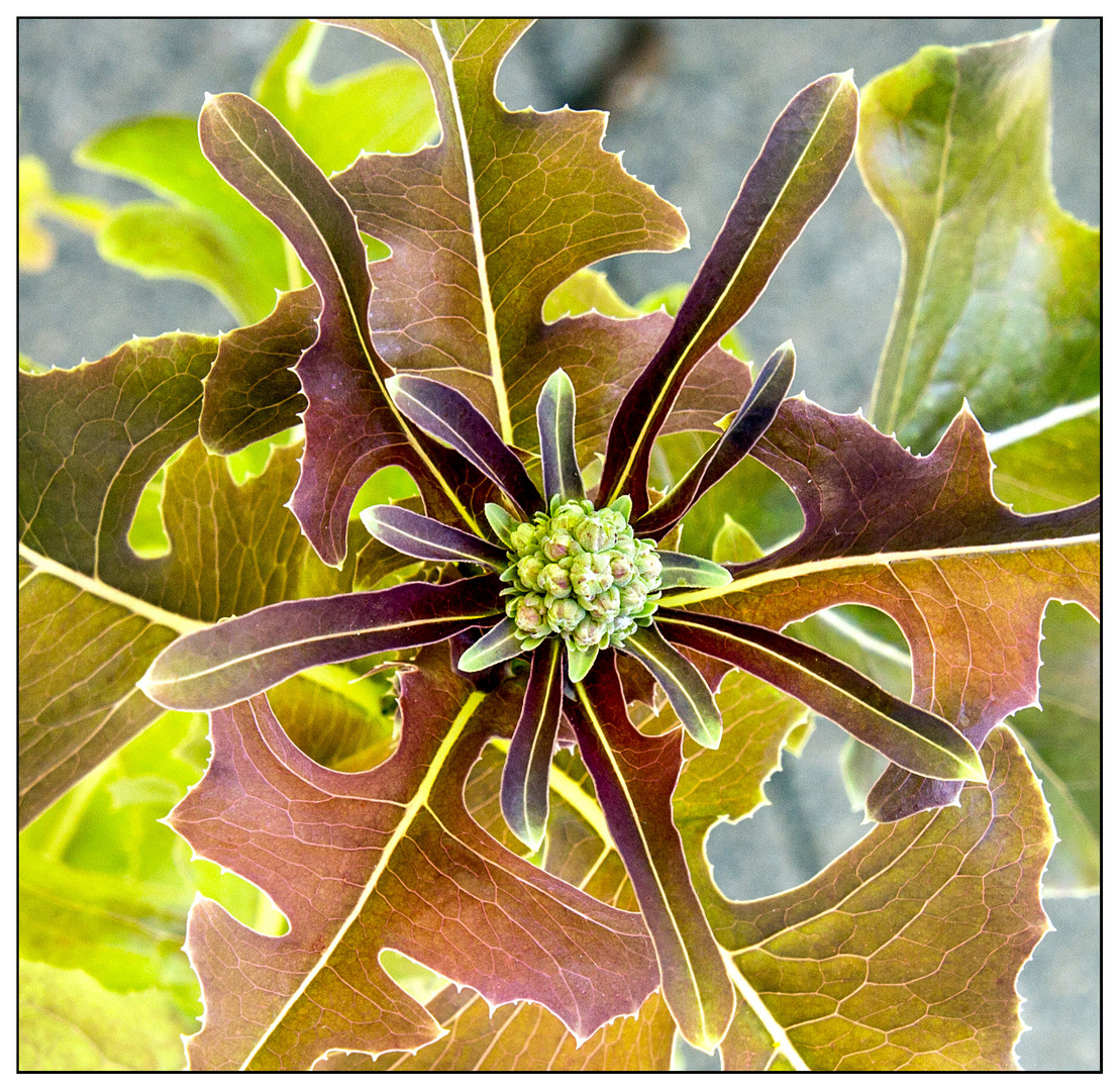 Aufgehende Salat-  Blüte