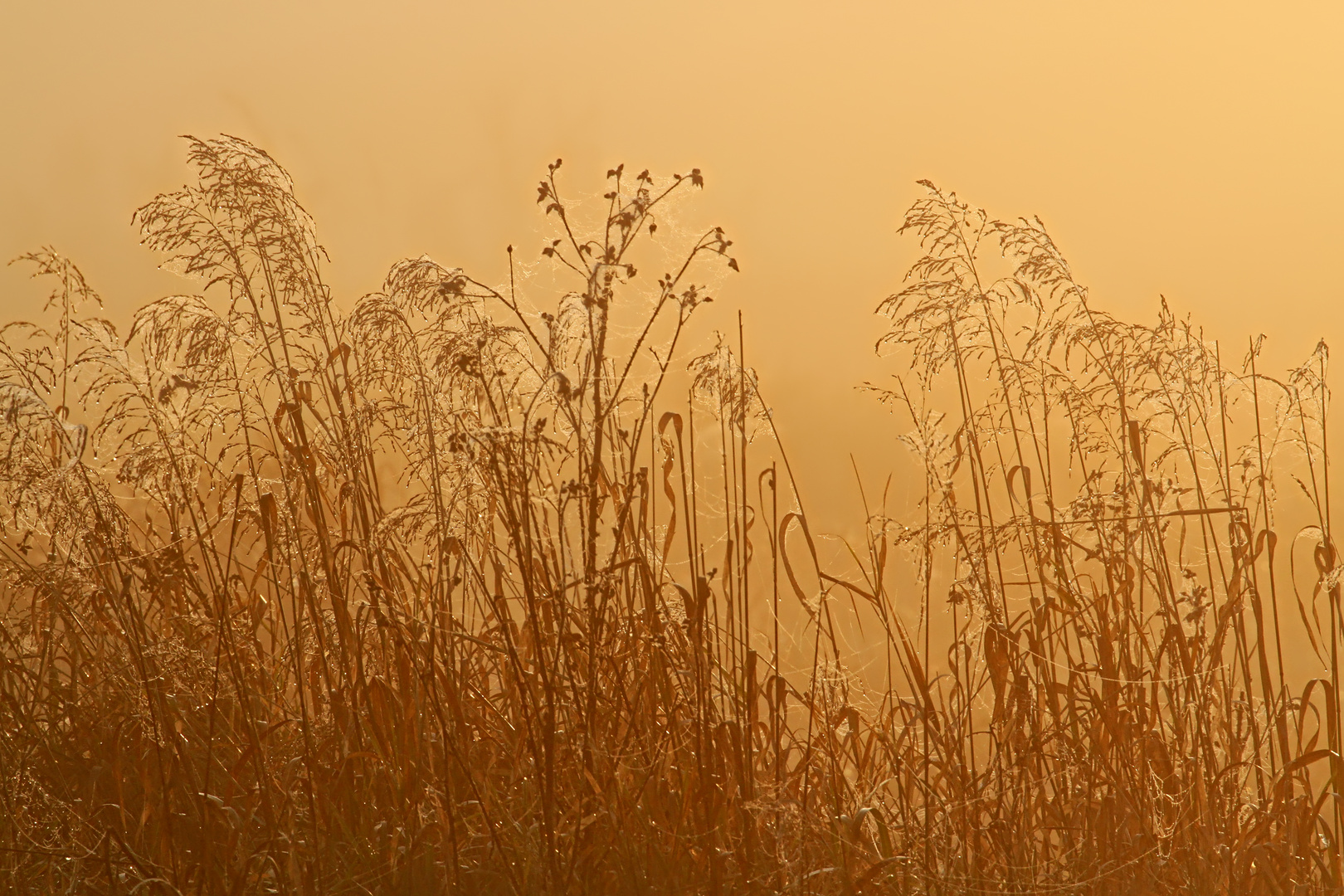 aufgehende Sonne durch Nebel hinter Wegesrand - rising sun through fog behind wayside