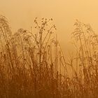 aufgehende Sonne durch Nebel hinter Wegesrand - rising sun through fog behind wayside