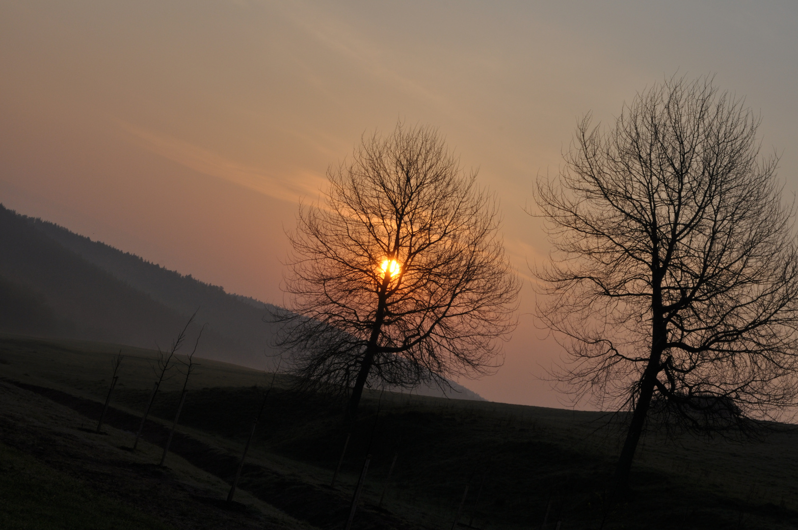 aufgehende Sonne und Baum