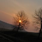 aufgehende Sonne und Baum