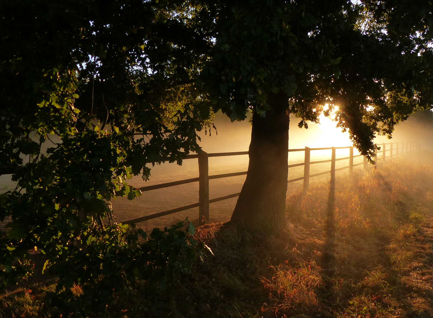 Aufgehende Sonne und dder Schatten der Bäume