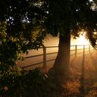 Aufgehende Sonne und dder Schatten der Bäume