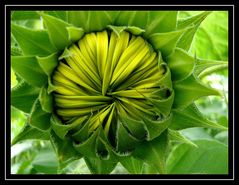 " Aufgehende Sonne"n"blume