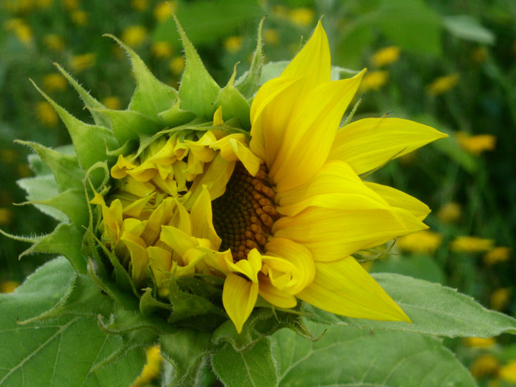 aufgehende Sonnenblume
