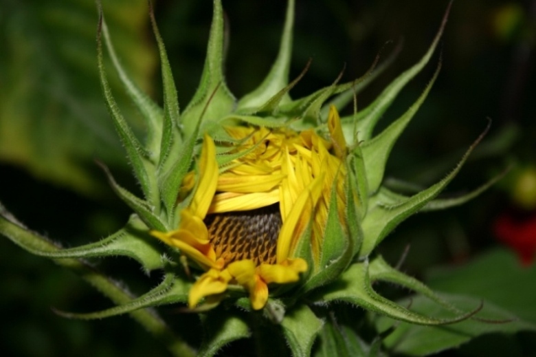 Aufgehende Sonnenblume