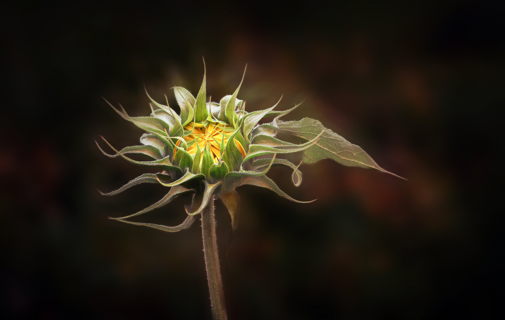 Aufgehende Sonnenblume