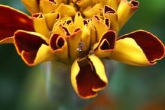 Aufgehende Studentenblume, Samtblume (Tagetes)...