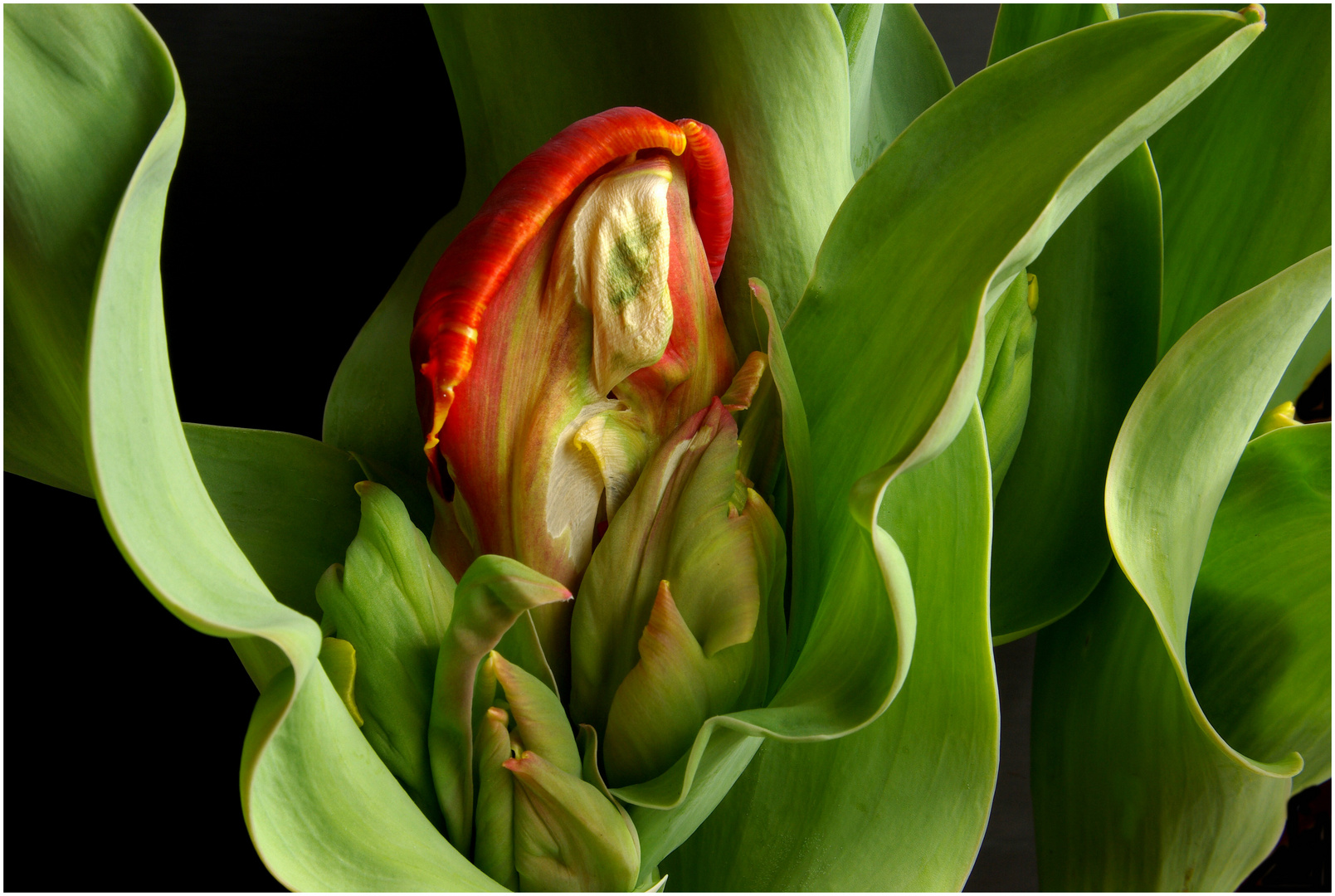 Aufgehende Tulpe