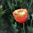 aufgehender Klatschmohn 