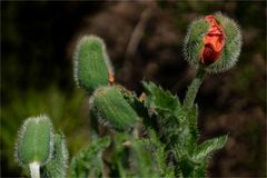 Aufgehender Mohn