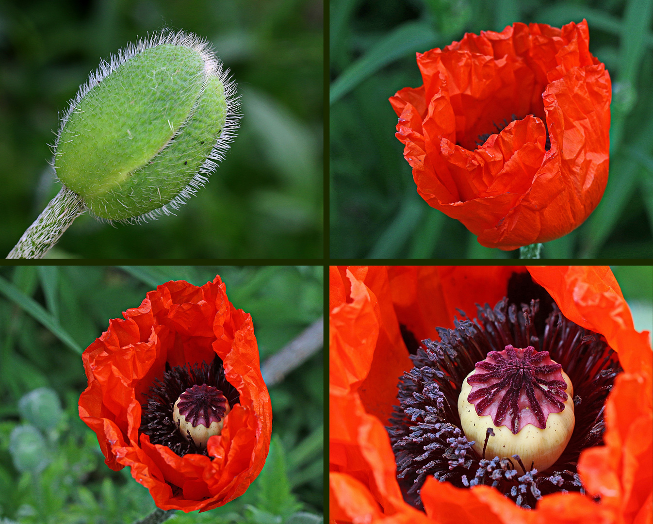 aufgehender Mohn