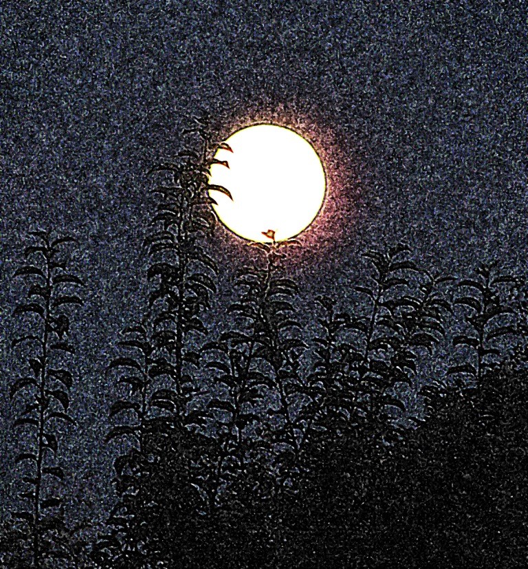 Aufgehender Mond hinter Blättern