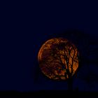 Aufgehender Mond hinter dem Baum