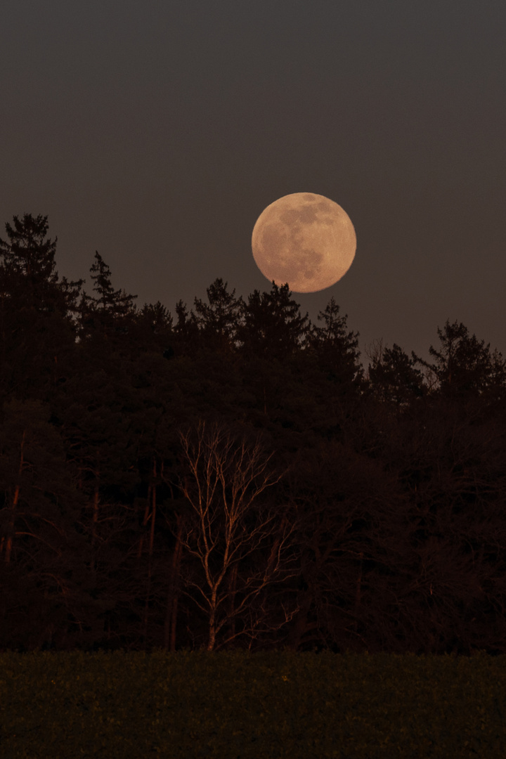 Aufgehender Vollmond