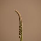 Aufgehendes Blatt einer Cycas-Palme