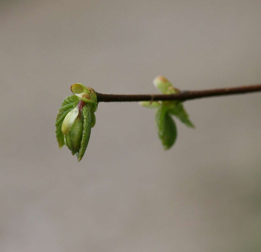 aufgehendes Buchenblatt